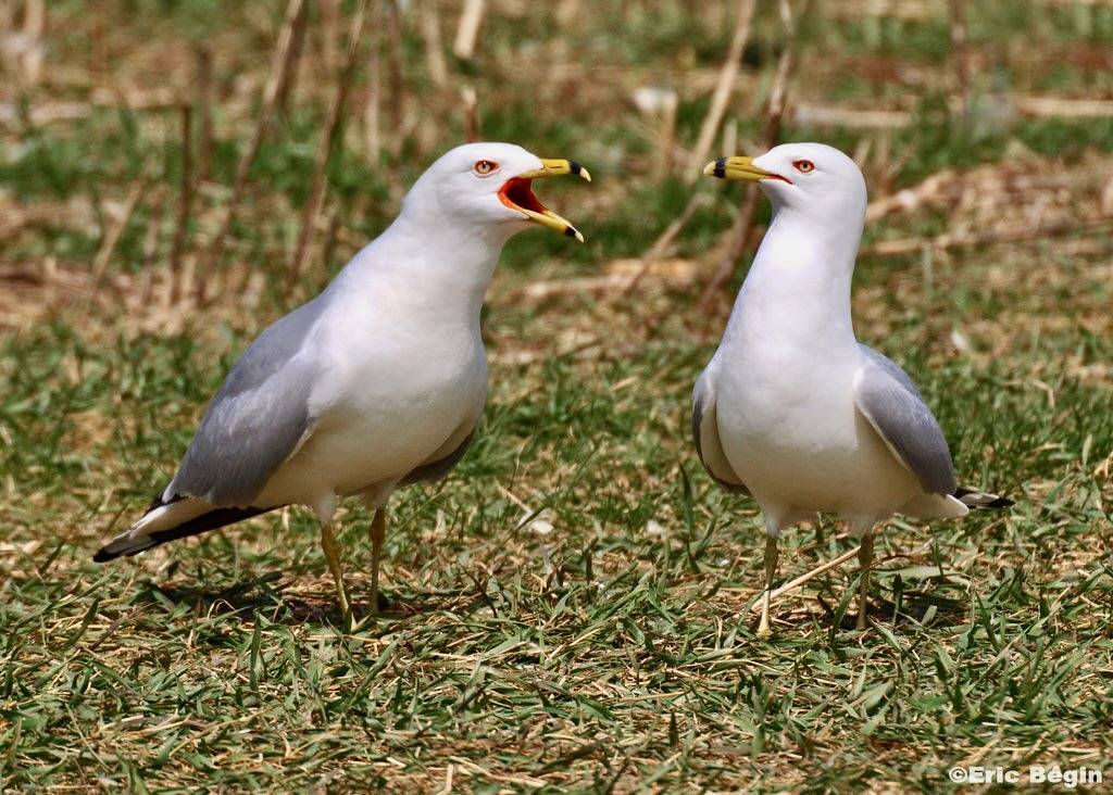 P4224315 by Eric Bégin is licensed under CC BY-NC-ND 2.0.